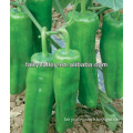 Hybrid Bell Pepper Seeds For Planting-First 808